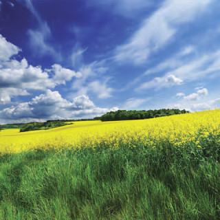 Dawson Creek Sustainable Energy