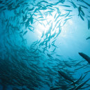 Ocean Free of Plastic Pollution