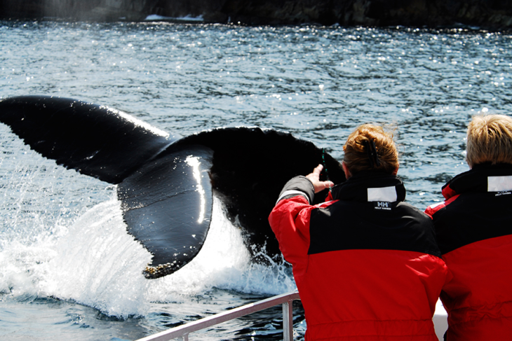 whales