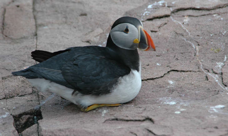 Puffin 