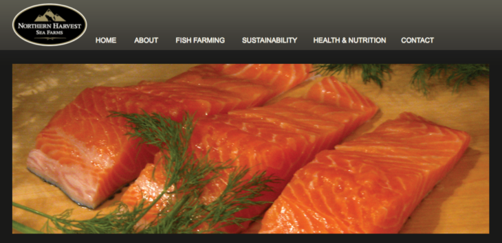 salmon