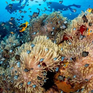 ocean data marketplace