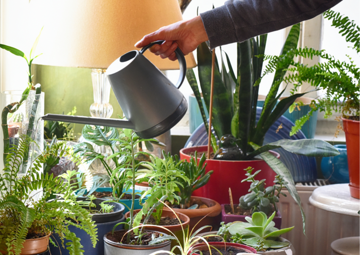 INDOOR GARDENING