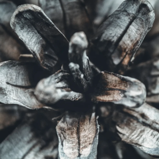 Emergent Waste Solutions Inc.